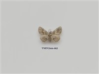 藏品(尺蛾203)的圖片